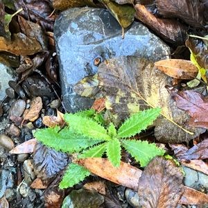 Meet your Posher, Phoebe